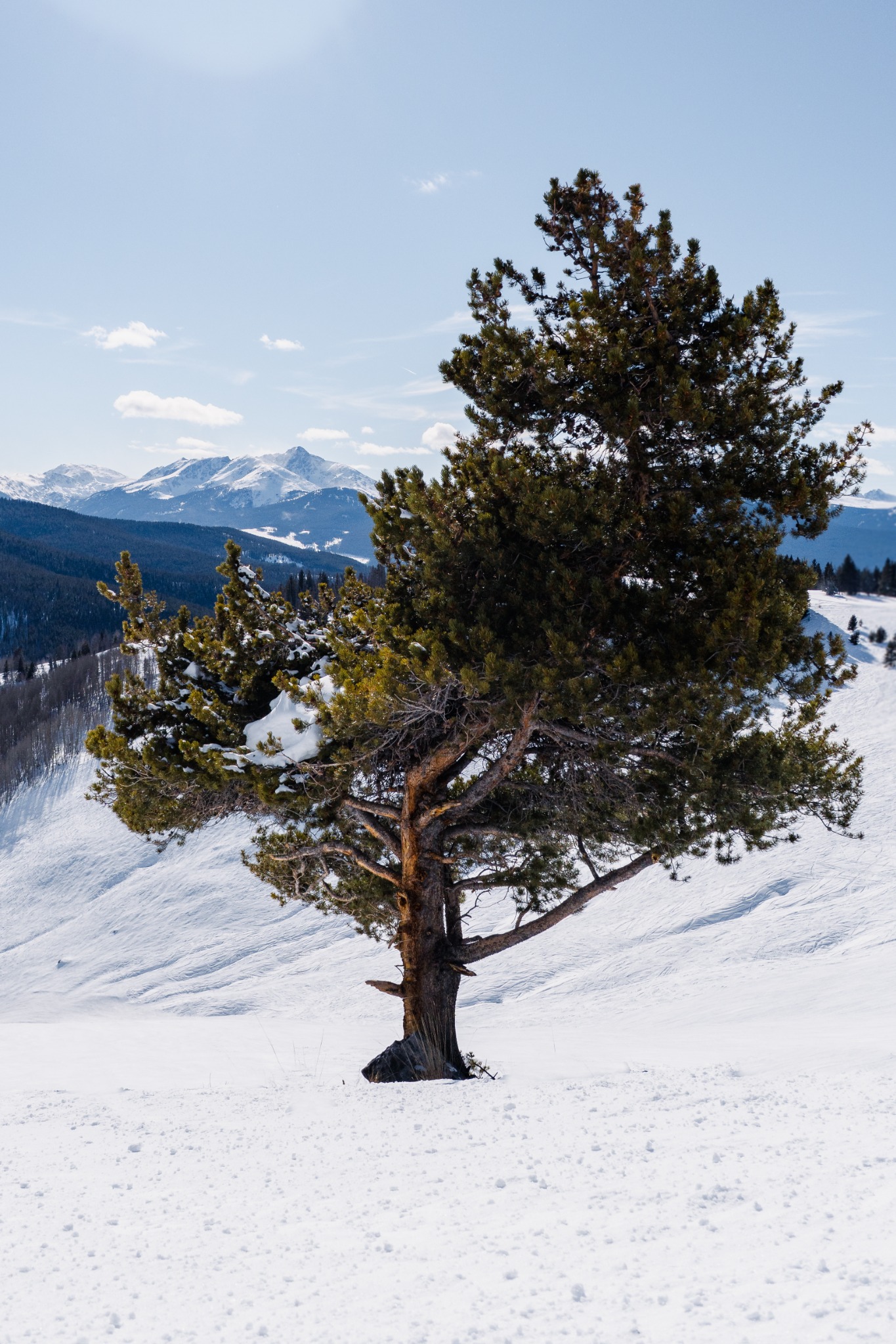 A lone pine tree on a snowy slope with distant mountain ridges under a pale blue sky.