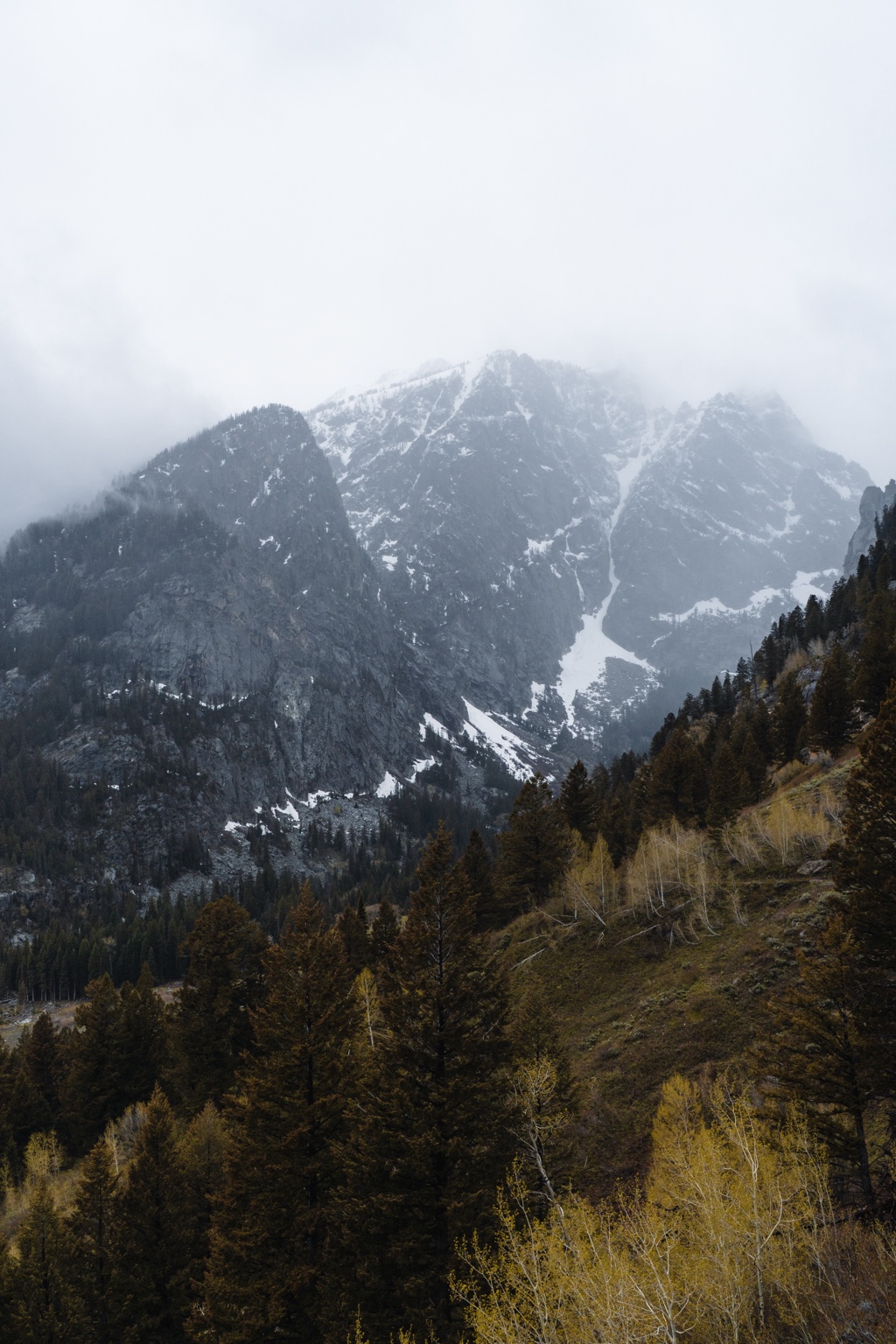 Snow-streaked mountains disappear into pale cloud above dark evergreen and aspen-covered slopes.